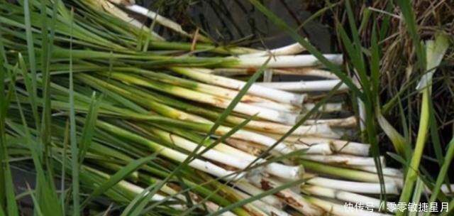 水生植物|河边长出的“烤肠”,水下隐藏着美味,30元一斤,很多人不知能吃!