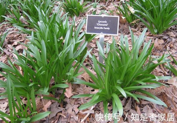 一种花不吉利,只敢看不敢养,又美又凄凉