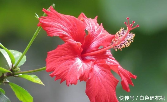 迷人|这5看花最好养，花开繁盛又迷人，花香清新怡人，养在家美爆夏天