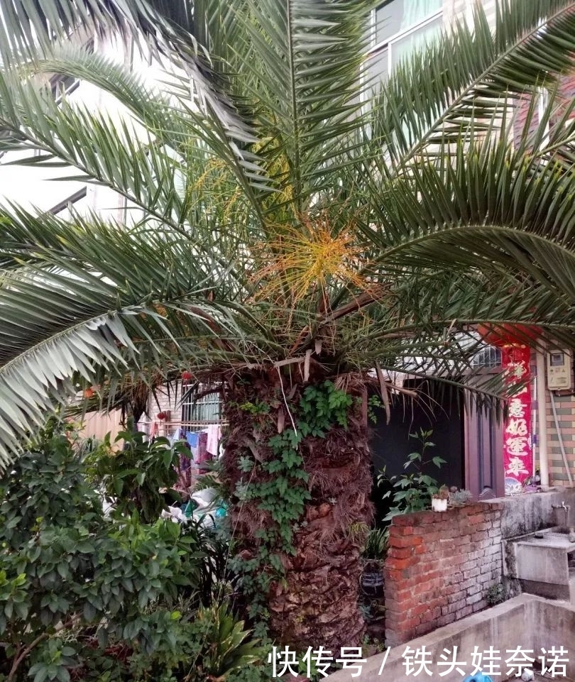 2021养盆镇宅花，当做守护神，好运进来，霉运离开！