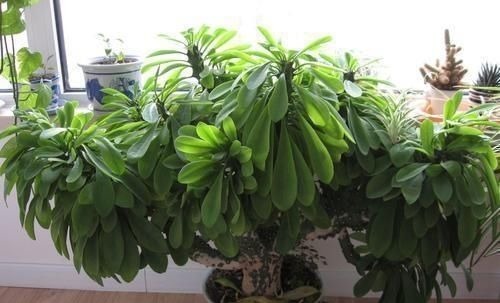 门口养了一棵“气派花”，生命力强很养眼，寓意好能镇宅