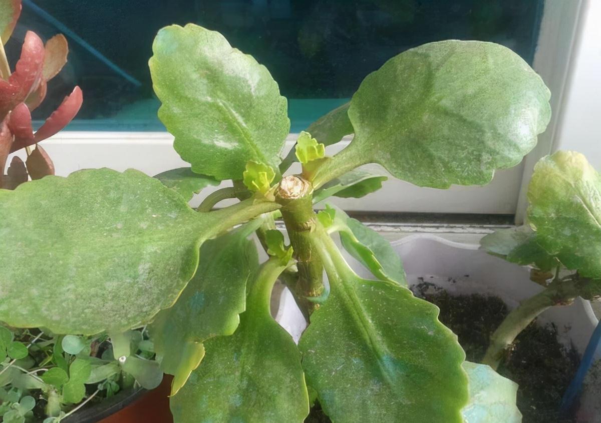 长寿花|冬季花卉花期后怎么养?喂1粒牙药,枝叶、花苞猛窜到春节