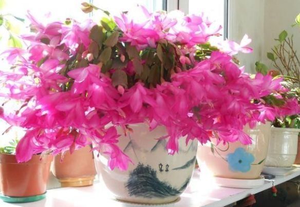 喜欢赏花,就种此款小花,花色繁多易爆盆,娇艳欲滴