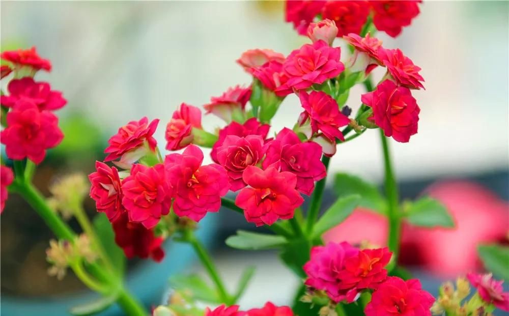  花盆|植物叶子有妙用，简单这样一处理，叶子插进花盆中，又多一盆绿植