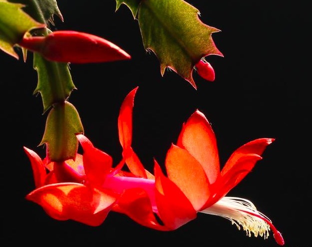 盘点蟹爪兰烂根的3个原因及解决办法,新手小本本记好了