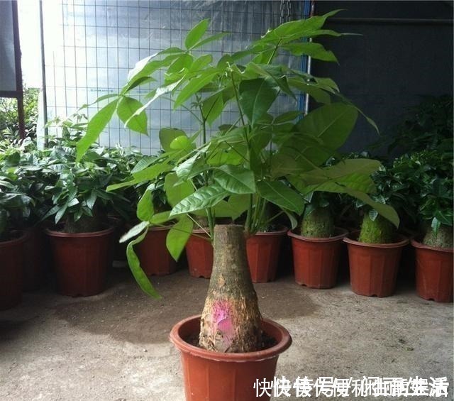 授粉|别再养发财树、金钱树了,此种树,山上“挖1棵”,养成老桩值钱!
