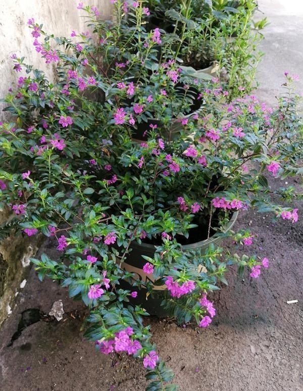 萼距花|一款很耐热的盆栽花,适合夏天种,终年常绿,四季开花,值得入手