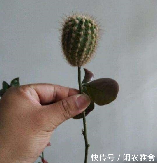购买|成功将仙人球叶仙嫁接一起,成品非常漂亮,园艺家出千元购买