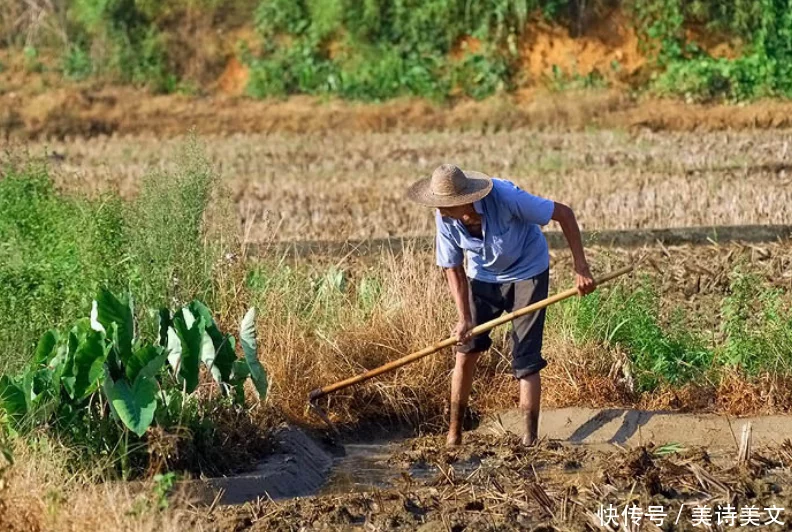 新鲜出炉（锄禾日当午）锄禾日当午一干一上午 第3张