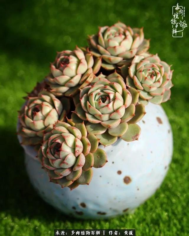 养了三年多肉,终于明白佛系养肉才是王道!