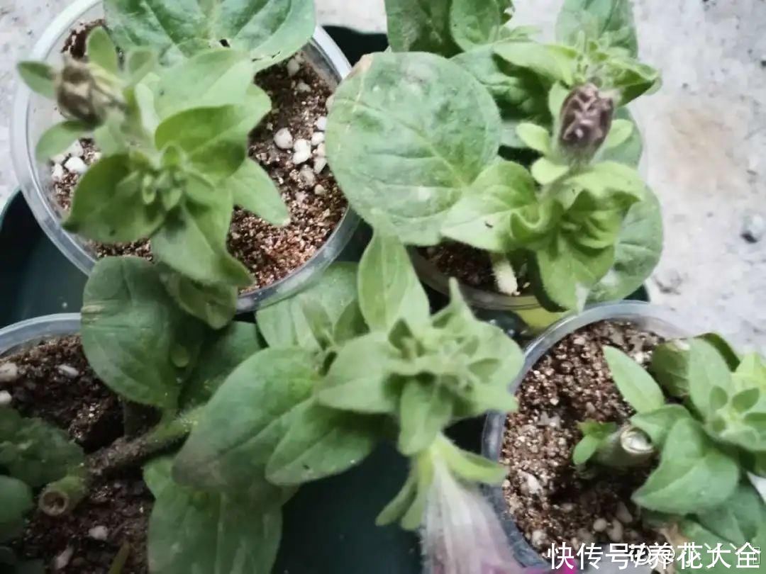 天竺葵|7种花养老桩不好，多扦插、养嫩苗，才能年年开花
