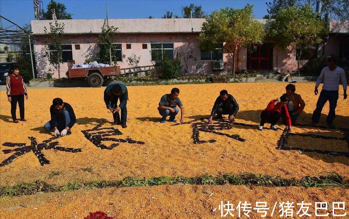 牛市来了_11月5日,猪价涨势翻天,玉米、小麦猛涨!发生了啥_  第1张