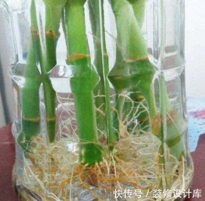 4种花，最容易被扔掉，看到别错过了，捡回家换个盆，省钱啦