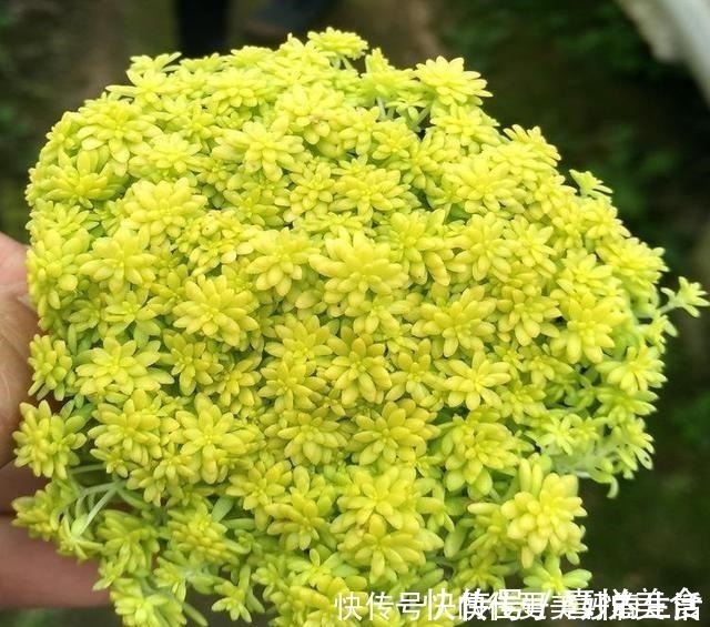 植物|想要短时间养出“爆盆花”，这几个品种最合适，一株就能呼呼长！