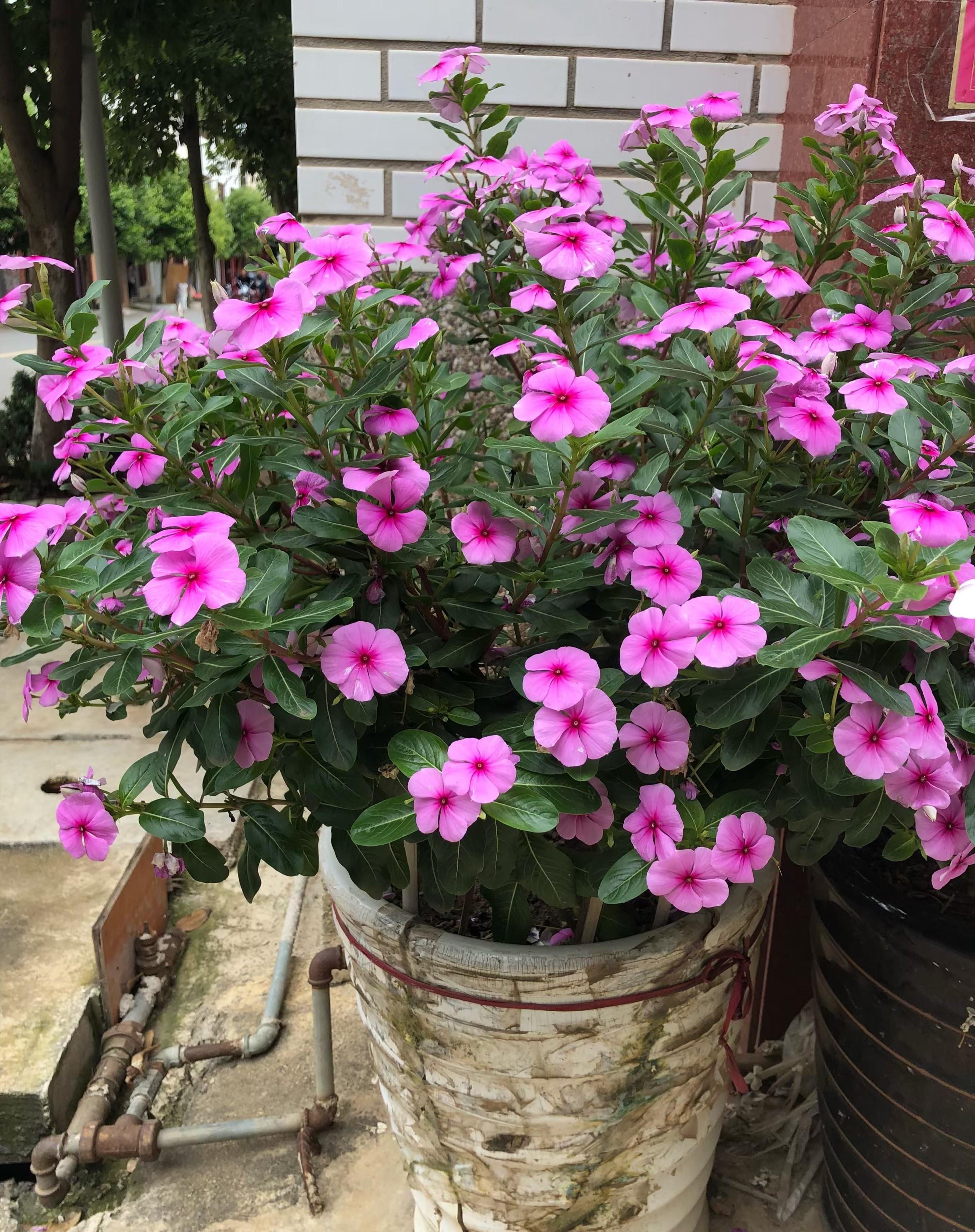 阳台上|6种“劳模花”,四季能开花,家里养一盆,赏花300天