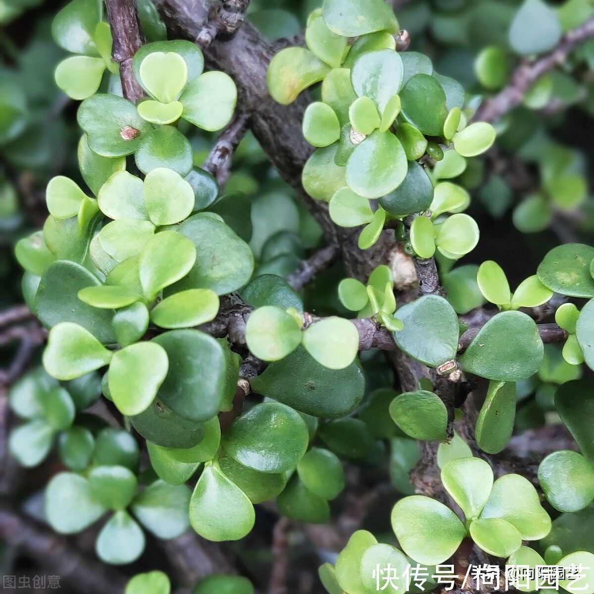 叶子|金枝玉叶买回家，叶子哗哗掉，问题出在环境，学会缓盆是关键
