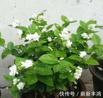 茉莉花这么养，枝叶繁茂四季绿，花开爆盆，满屋飘香
