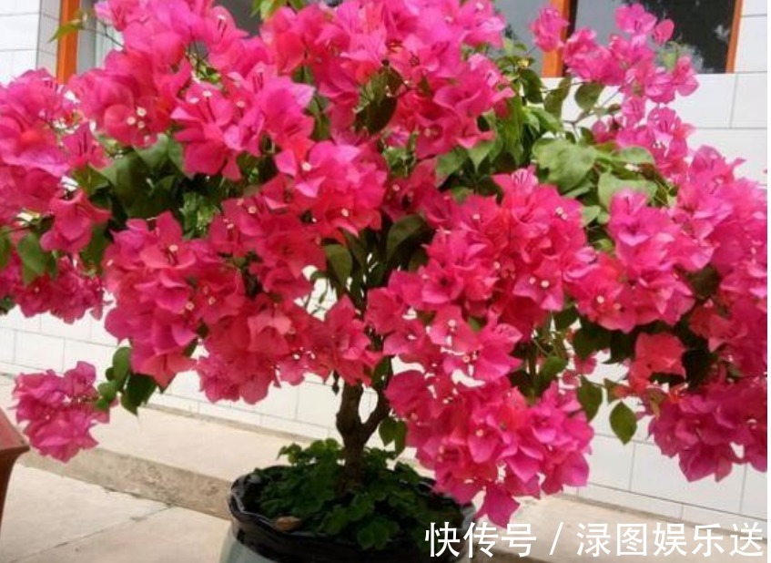 幸福的生活|4种花是“开花大户”,家里养一盆,开花“红又旺”,旺财又旺运