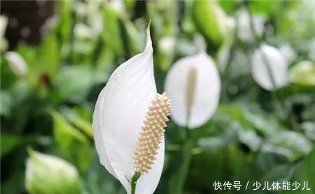 红掌、粉掌和白掌有什么区别学会了才能养护好!