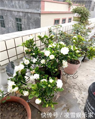 缓苗期|学会以下几招，栀子花不黄叶不掉蕾，花开满了整个枝头！