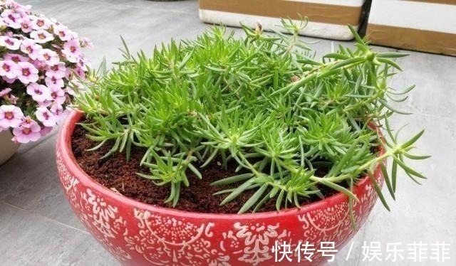 蟹爪兰|悄悄告诉你,此5种花,掐个叶就生根,懒人都能养开花!