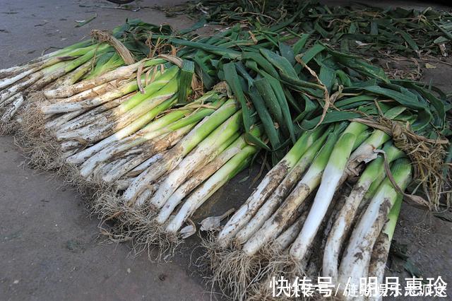 通风处|今天才知道，原来保存大葱这么简单，不空心不烂根，放半年不会坏
