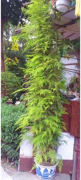 文竹爱黄叶，学了这5招，叶子绿的滴油，蹭蹭长到巨无霸！