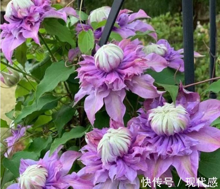 几款花卉超美的，全年开花不停，花朵烂漫迷人