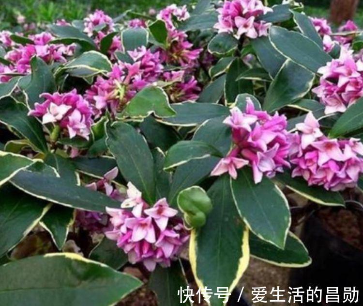 瑞香|家里阳台必养此款花卉,365天开花不断,花团锦簇,比牡丹还美