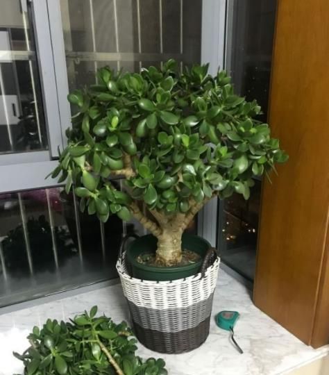 小老桩|玉树长出新芽后,3件事赶紧做,不然黄叶枯萎,难养成小老桩