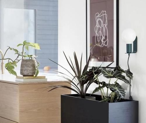 根系|养花种草:规避掉2个坏习惯,植株不再枯黄腐烂、出新问题