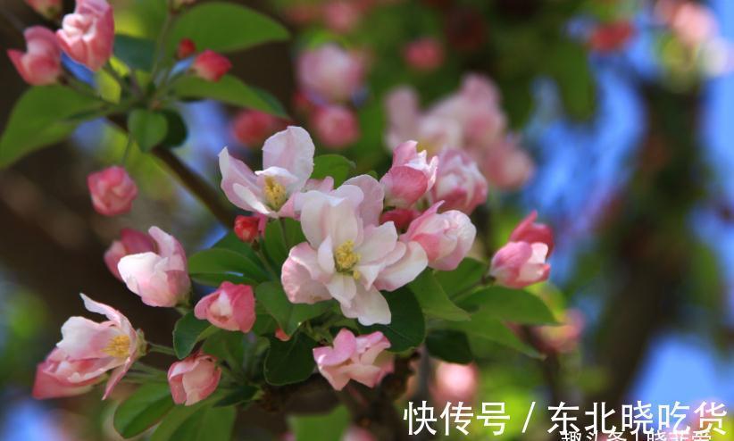 六种“长寿花”,越老越值钱,花开富贵,越养越精贵