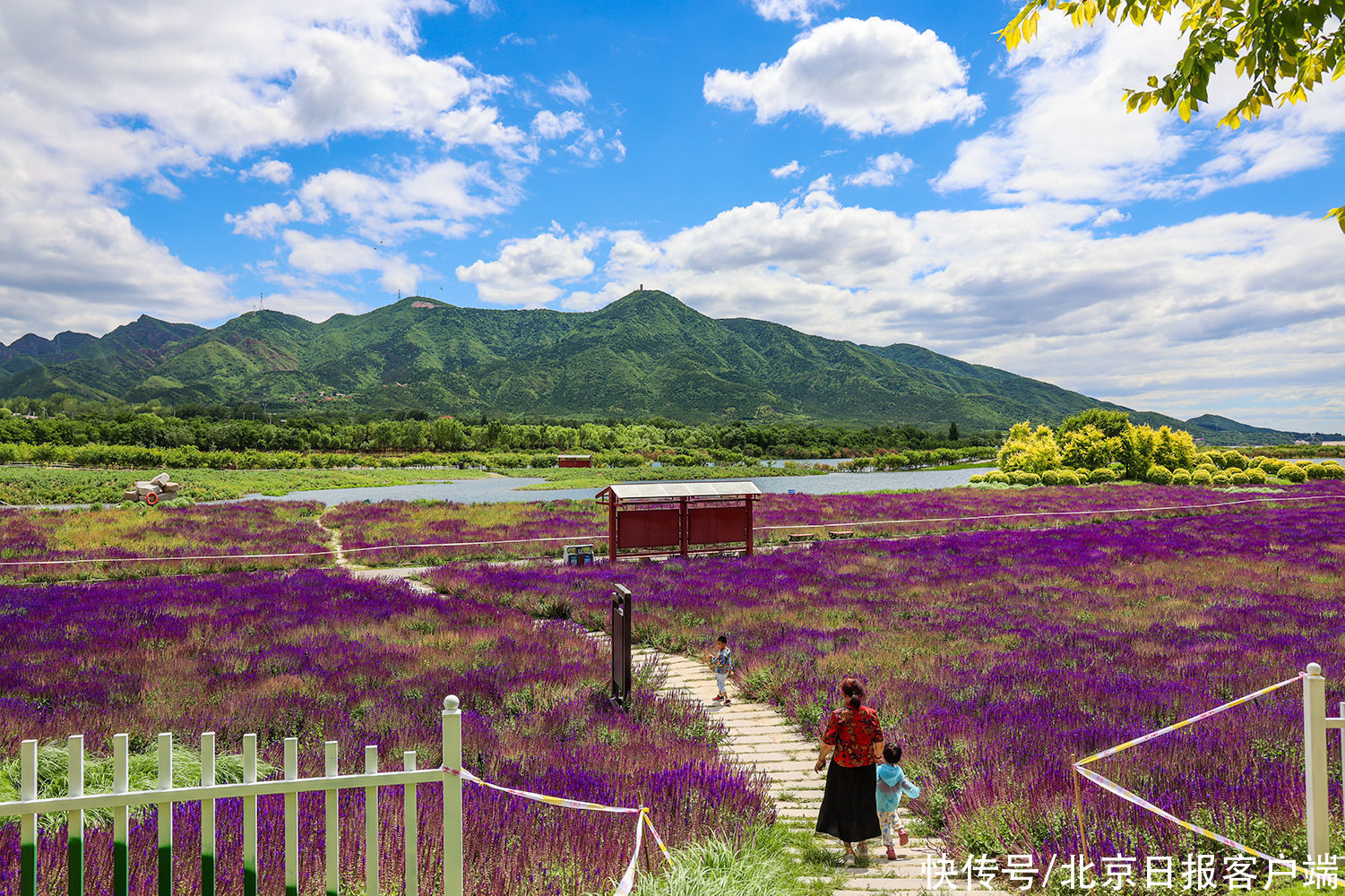 千亩花田进入盛花期 昌平七孔桥花海迎客 粉紫色