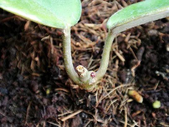 茉莉花扦插有机关,砍这一段枝条,插土里3天就活!