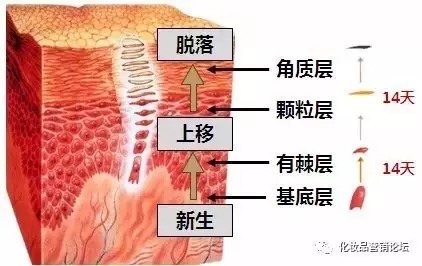 表皮|宁可三日无妆, 不可一日无霜？ 护肤品，到底能被吸收多少？