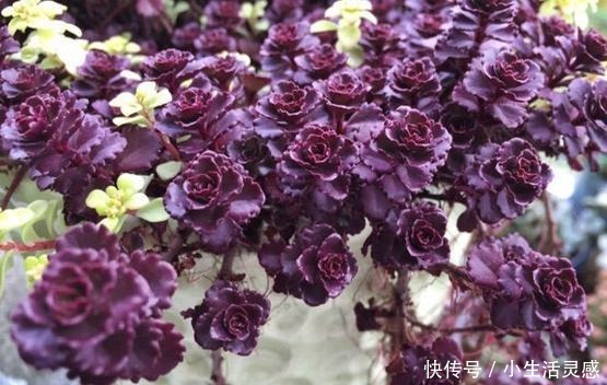 令人陶醉的小球玫瑰,不得不说小球玫瑰的爆盆能力太强!