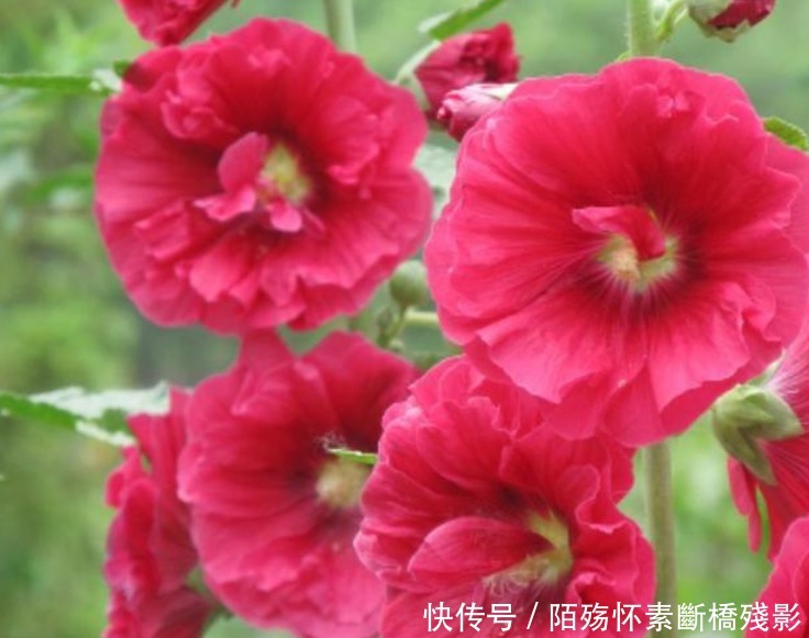 3种花高贵优雅,看了就让人沉醉,花色鲜艳,美丽动人