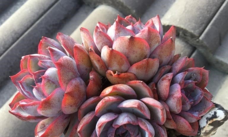 天气热温度高，多肉缺水也不敢浇？来看看有经验的肉友是怎么做的