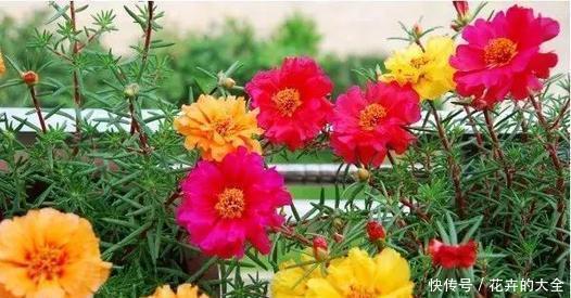 新手|2种懒人花，沾水沾土就能活，好养又好看，适合新手！