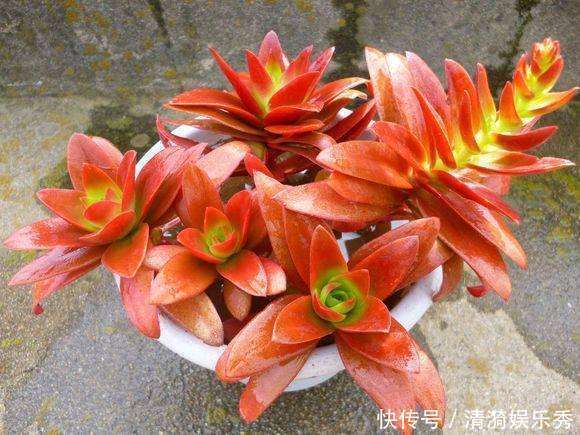 盘点10种“容易度夏”多肉,南北方花友,随便选、随便养