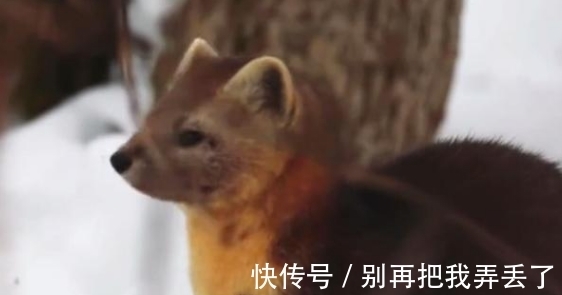 人类!“东北三宝”濒临灭绝,仅因毛色好看,便遭到人类大肆捕杀