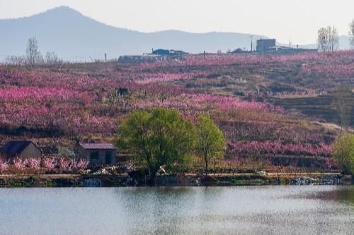 风景秀丽的蒙阴高都水库，四周桃花环绕，一个美丽的桃花源