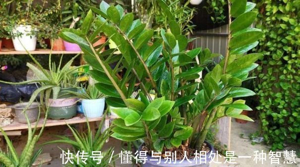 阳台养这几朵花,花开不断,养在客厅上档次,还杀菌又消毒