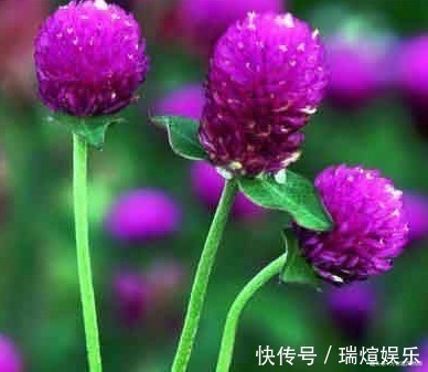 此花象征着永恒的爱,还能泡出清香怡人的花茶,真是惬意自得