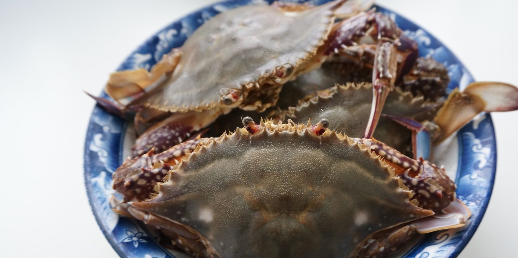 海螃蟹|爱吃梭子蟹不会挑?学会这3招,一挑一个准,个个又鲜又肥