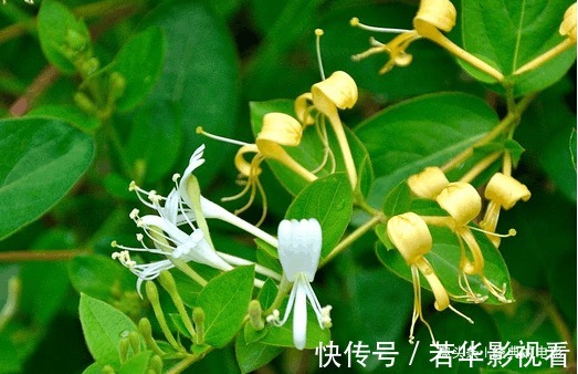 此花成双成对形影不离,酷似鸳鸯对舞,是镇宅驱邪的著名花卉