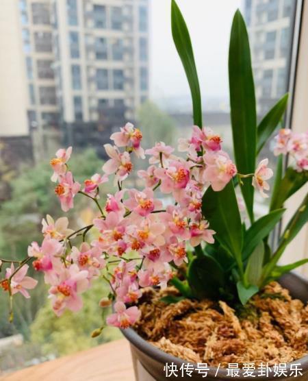 土壤|养兰花用什么植料好?给你分享几个小技巧,简单实用长得壮