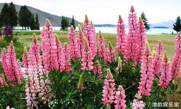 此花是一首歌颂母爱的歌谣,清新靓丽,谱写着伟大的母爱!