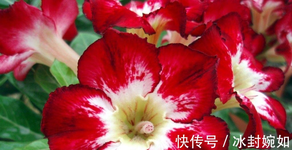 三伏天|三伏天沙漠玫瑰有4喜，做好后苗子壮，鲜花满枝头