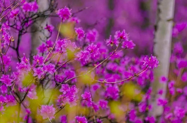 杜鹃湖畔毕拉河 醉红簇簇惹春风|美图 | 醉红簇簇惹春风